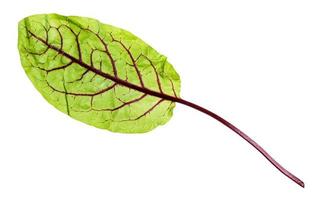 single leaf of Chard leafy vegetable isolated photo