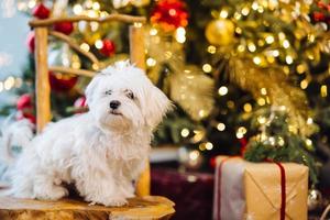 Small white terrier on the background of the Christmas tree photo