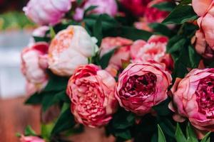 Lot of peonies, close up. photo