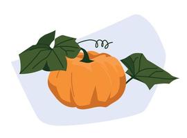 Pumpkin with leaves. Autumn vegetables. Vector image.