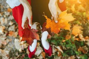 Closeup of girl's hands holding autumn maple tree leaves photo