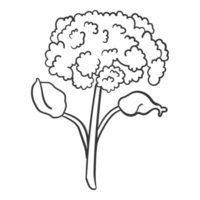 Handdrawn Line Art Floral, Twig, Grass and Leaf png