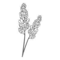 Handdrawn Line Art Floral, Twig, Grass and Leaf png