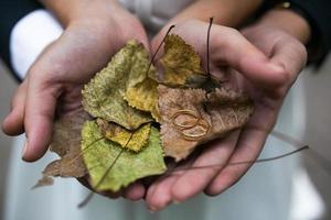 Bride and groom holding wedding rings and autumn leaves in hands photo