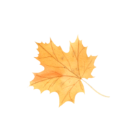 Watercolor autumn leaf png