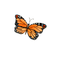 Watercolor orange butterfly png