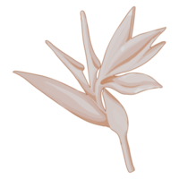 flor seca em aquarela, clipart de flora marrom png