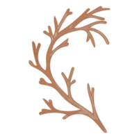 feuille séchée à l'aquarelle, clipart de branches png