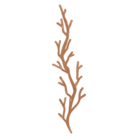 feuille séchée à l'aquarelle, clipart de branches png