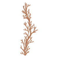 feuille séchée à l'aquarelle, clipart de branches png