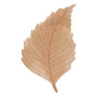 feuille séchée à l'aquarelle, clipart de branches png