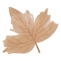 feuille séchée à l'aquarelle, clipart de branches png