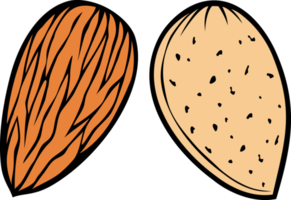 Almond Nut Illustration png