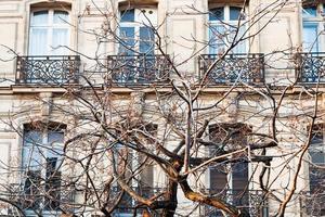 Paris building and bare tree photo