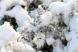 primera nevada en planta senecio cineraria foto