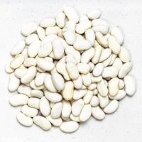 top view of pile of white beans close up on gray photo