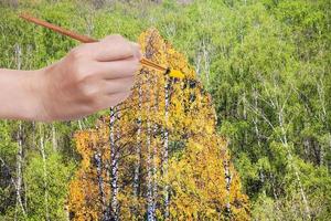 brush paints yellow autumn birch in green grove photo