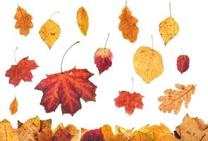 various autumn leaves falling on leaf litter photo