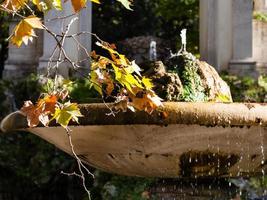 twig with yellow and orande leaves of sycamore photo