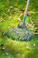 cleaning green lawn from dead leaves photo