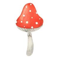 Fly agaric mushroom. Watercolor illustration. Hand drawn poison fungi amanita muscaria. Red big fly agaric with white speckled. A poisonous dangerous mushroom for making potions vector