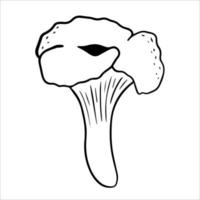 Illustration of chanterelle mushrooms, vector doodle illustration. Healthy organic food, vegetarian food fresh mushrooms isolated on white background