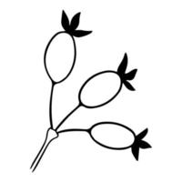 Rose hip twig illustration. Doodle hawthorn branch. Autumn botanical painting vector