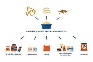 Use of protein and ingredients from insects infographics vector banner.