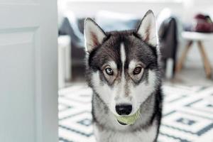 Beautiful husky dog looking at the camera photo