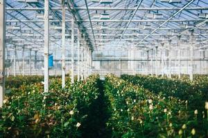 Greenhouse roses growing under daylight. photo