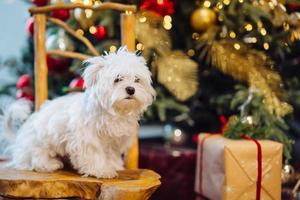 Small white terrier on the background of the Christmas tree photo