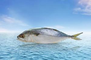 Fresh mackerel with sea and sky background Food concept with high protein benefits to nourish the brain photo