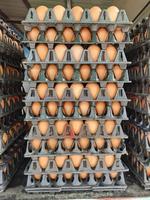 Eggs are expensive during economic downturn, high oil prices, inflation. photo