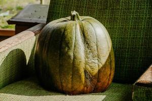 Autumn harvest of pumpkins. Preparing for Halloween and Thanksgiving. photo