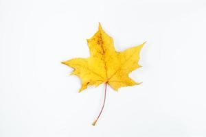 Yellow maple leaf isolated on white background. Autumn fallen leaves. photo