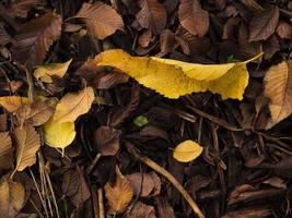 Closeup shot of dried autumn leaves colorful, yellow and brown. photo