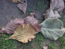 Fallen leaves photo in a backyard for design element