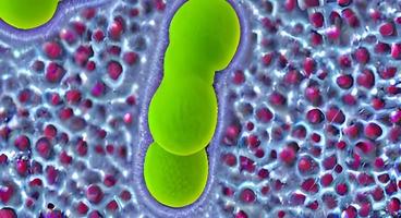 bacteria virus or germs microorganism cells. 3d rendering photo