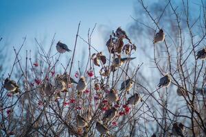 Waxwings on Winter Tree photo