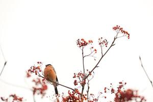 Bullfinch on Rowan photo