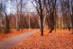 ramas de los árboles en el parque de otoño foto