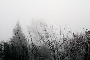 árboles en niebla espesa foto