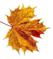 Detailed Fall Maple Leaf photo