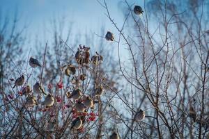 Waxwings on Winter Tree photo