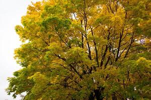 Golden autumn in the park photo