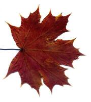 Detailed Fall Maple Leaf photo