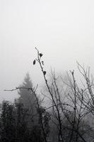 Trees in heavy fog photo