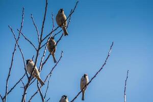 gorriones en el árbol foto