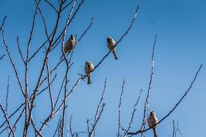 Sparrows on the Tree photo