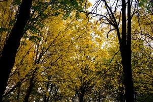 Golden autumn in the park photo